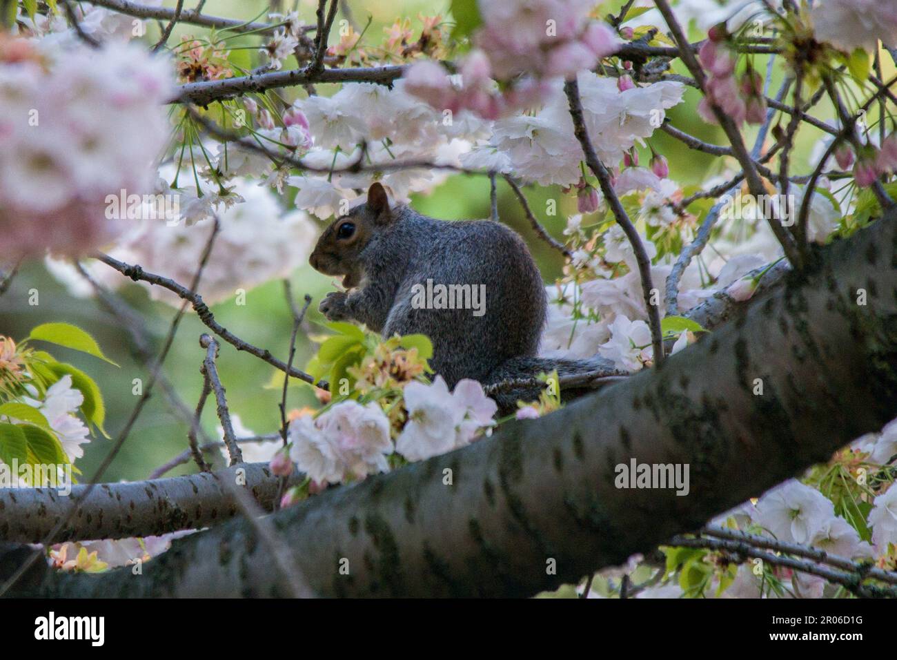 A grey squirrel tasting cherry blossoms in South East London, UK Stock