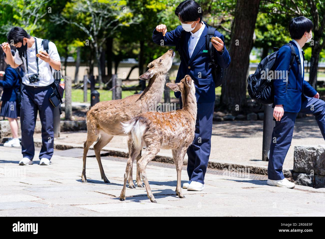 Tame deer in Nara/Japan Stock Photo