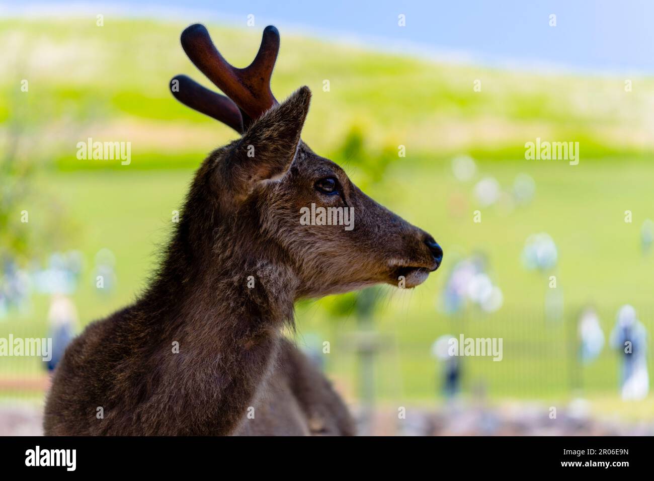 Tame deer in Nara/Japan Stock Photo
