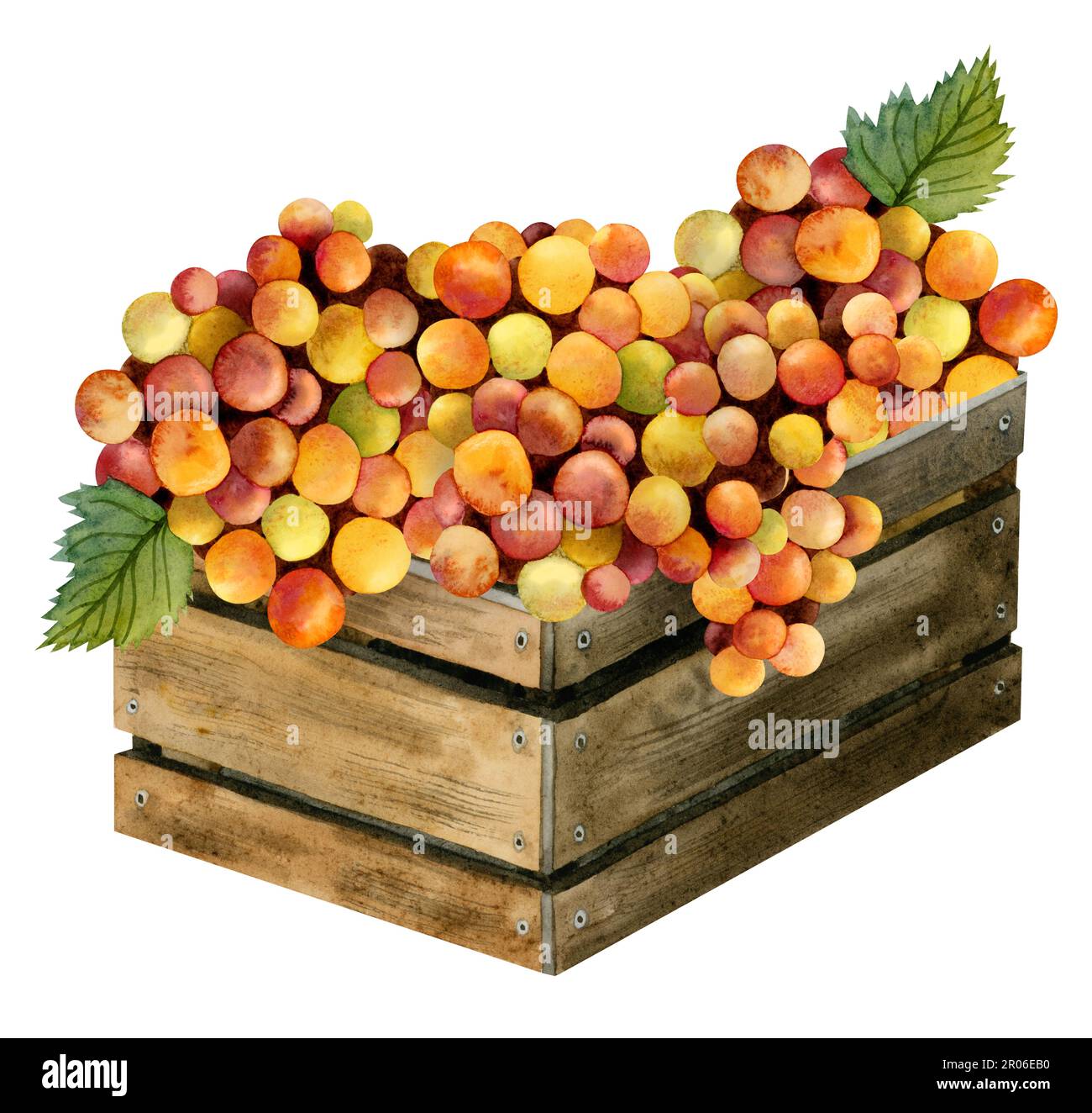 Watercolor yellow red orange grapes harvest in rustic wooden box illustration isolated on white. Italian or Israeli vinery composition design. French Stock Photo