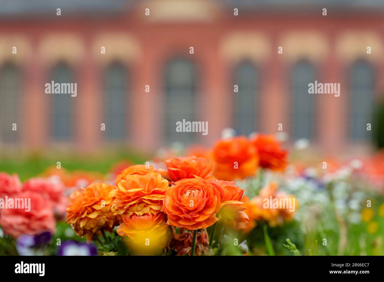 Darmstadt, Germany. 07th May, 2023. Ranunculus blossoms in front of the orangery. The orangery was built around 1720 in today's Bessungen district as a baroque palace building and originally served as a winter shelter for cold-sensitive citrus plants. Credit: Andreas Arnold/dpa/Alamy Live News Stock Photo
