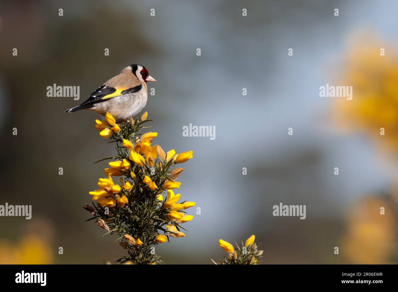 Goldfinch Carduelis, perched on gorse bright yellow wing bars white rump red and white face black cap and neck markings buff back white underside Stock Photo