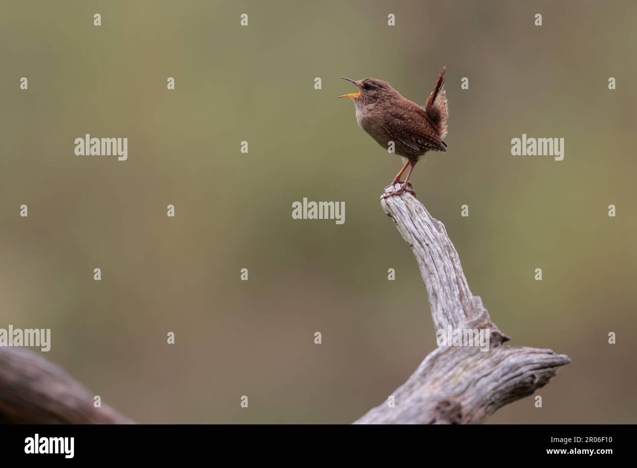 Wren troglodytes singing from dead branch small bird brown fine barred plumage cocked tail copy space soft background late spring breeding season uk Stock Photo