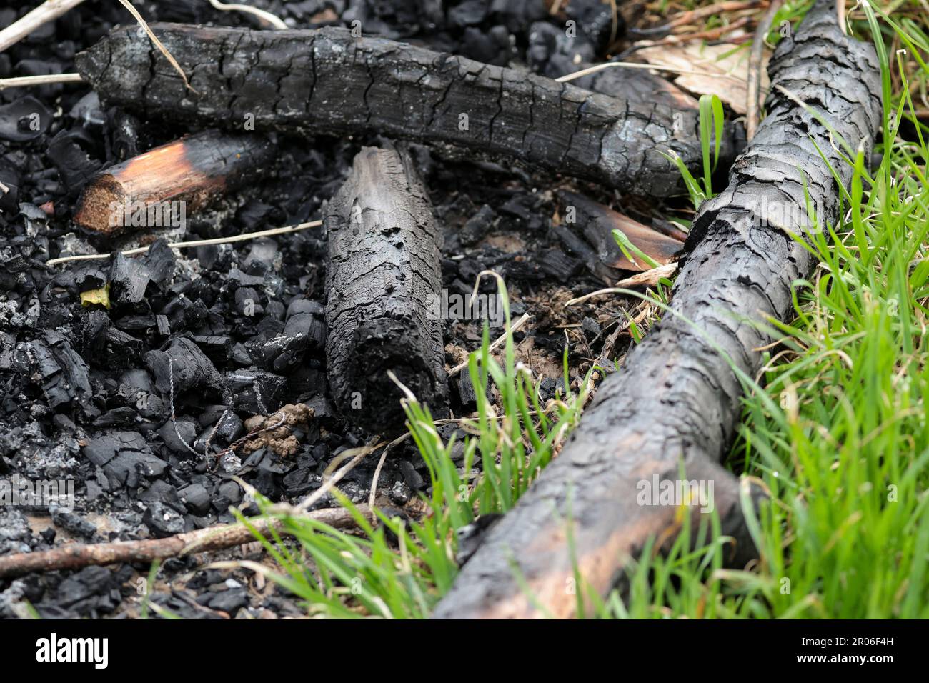 Burnt logs and branches turned black from small outdoor fire in local