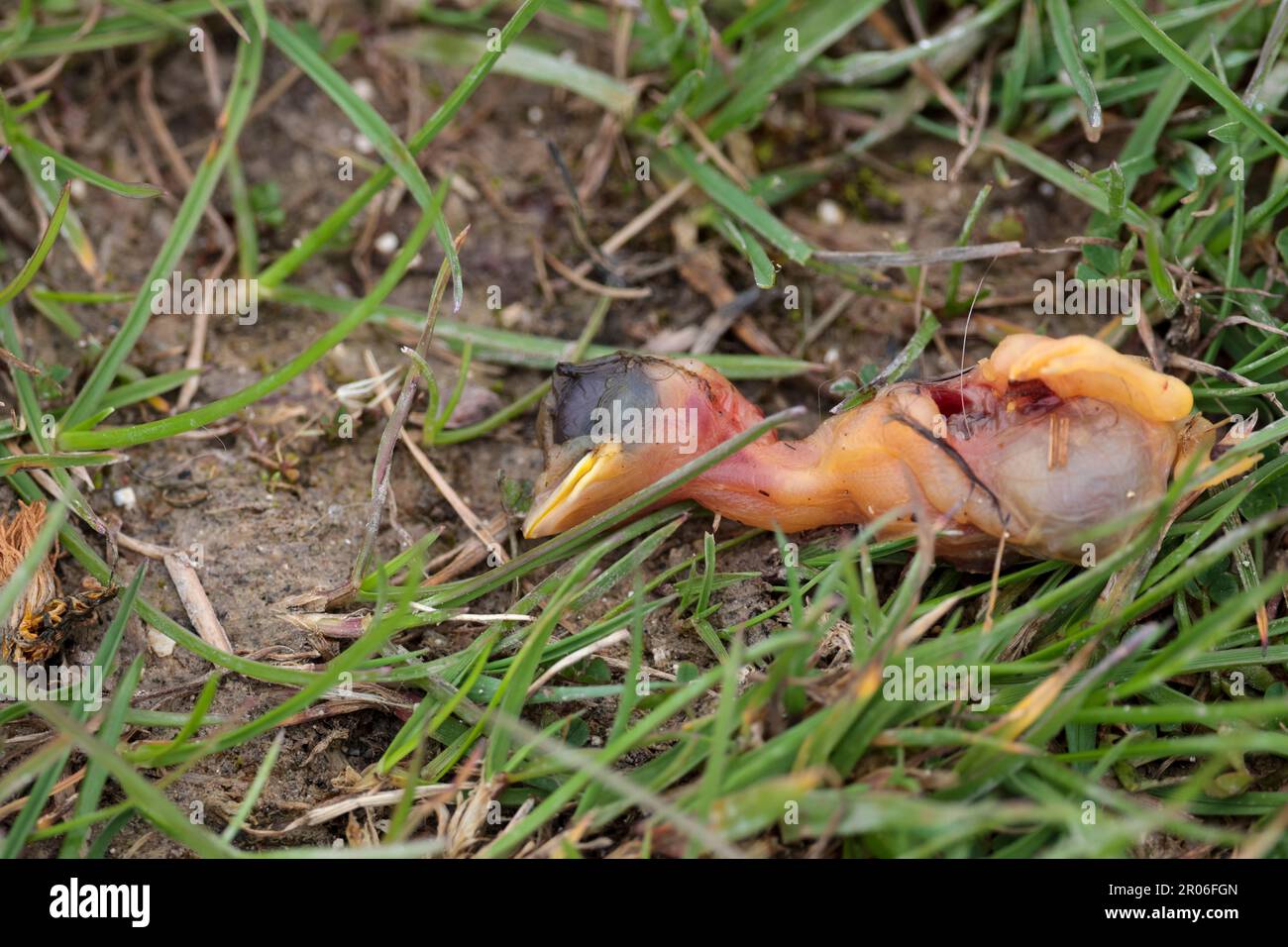 Dead chick unfeathered pink body yellow bill grey around closed eyes laying in grass, late spring breeding season uk no nest around dropped by bird? Stock Photo