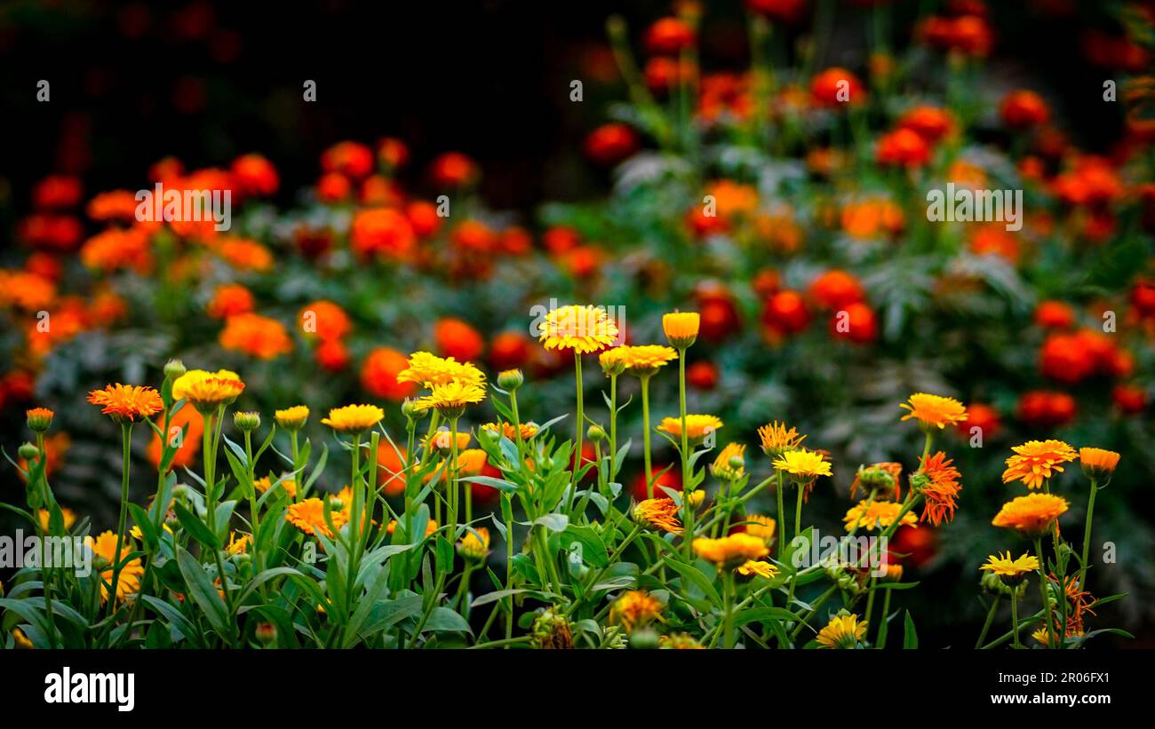 A group of yellow flowers Stock Photo