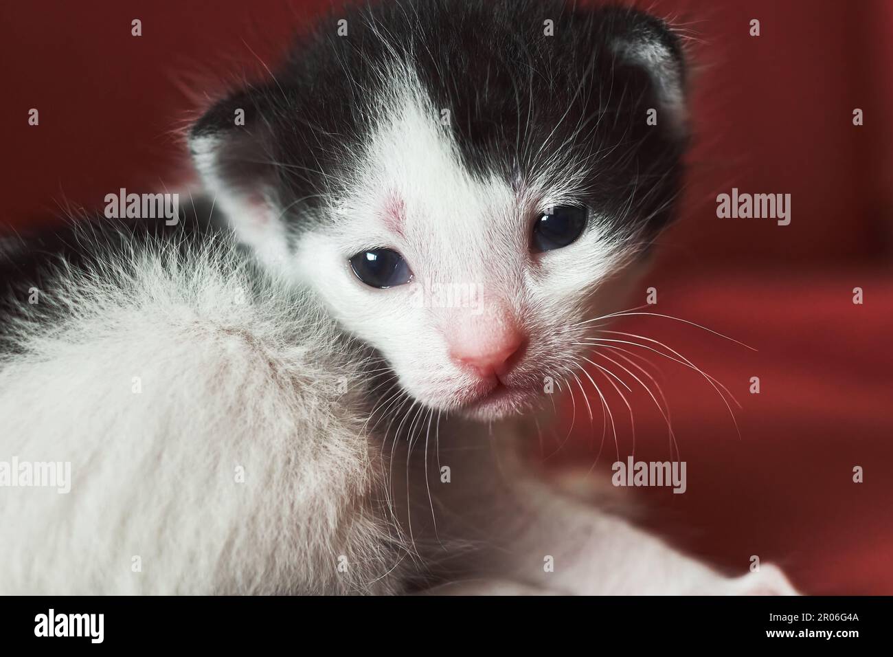 Cat Kitten Portraits Stock Photo