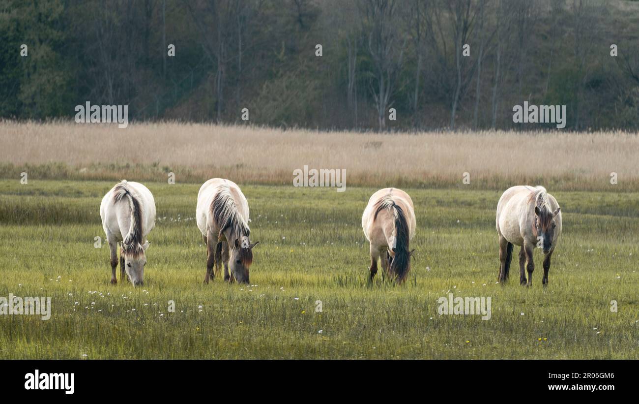 Wild horses in the dunes of Wassenaar, The Netherlands. Stock Photo