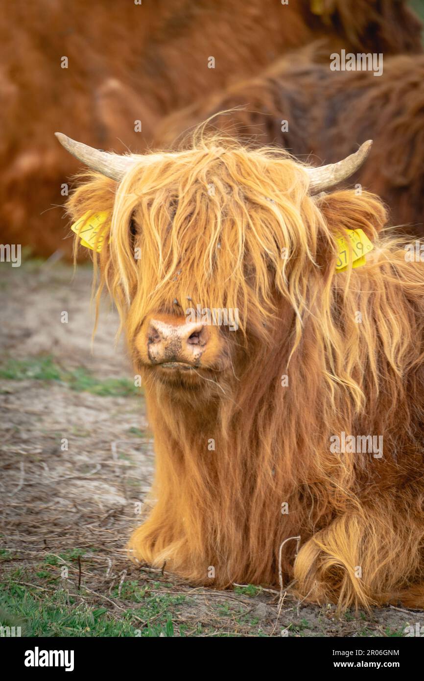 Highland cow sitting down hi-res stock photography and images - Alamy