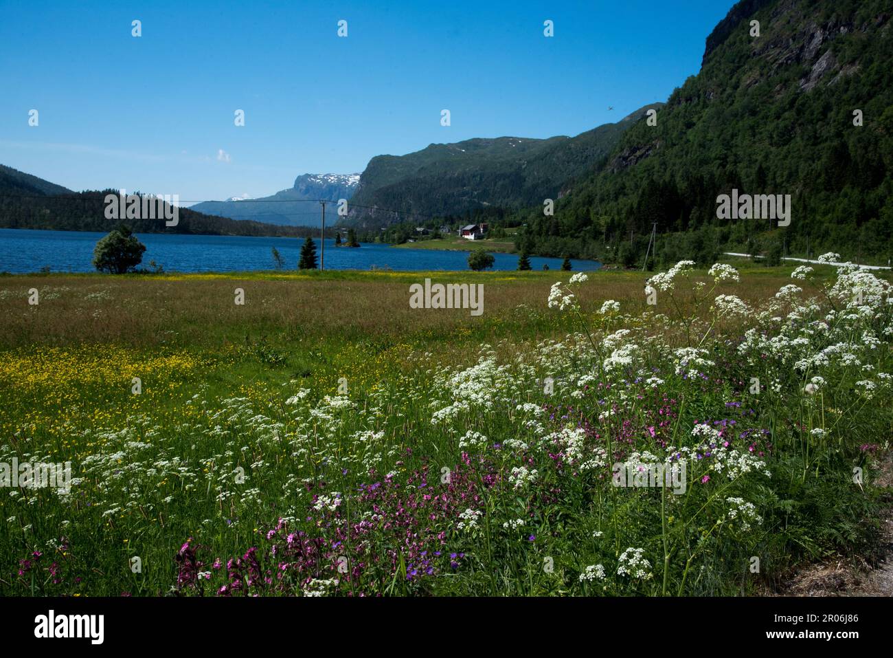 Espelandsvatnet is a lake with flowering meadows in June in Voss municipality in Vestland Province in Norway. Stock Photo