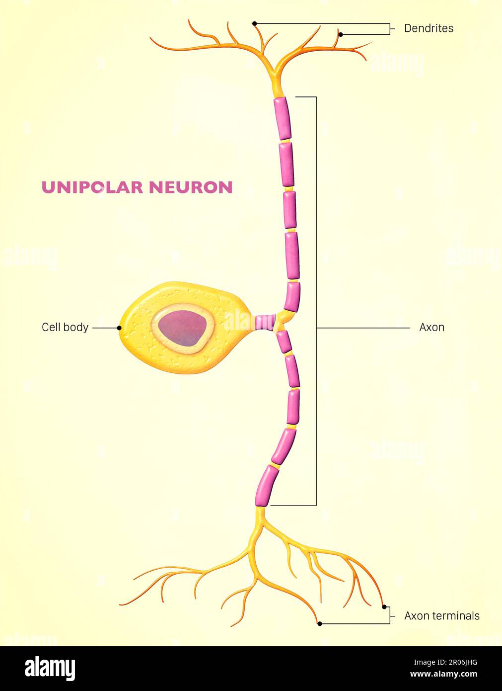 A bipolar neuron, or bipolar cell, is a type of neuron that has two extensions ( axon and dendrite). Sensory neurons for the transmission of sense Stock Photo