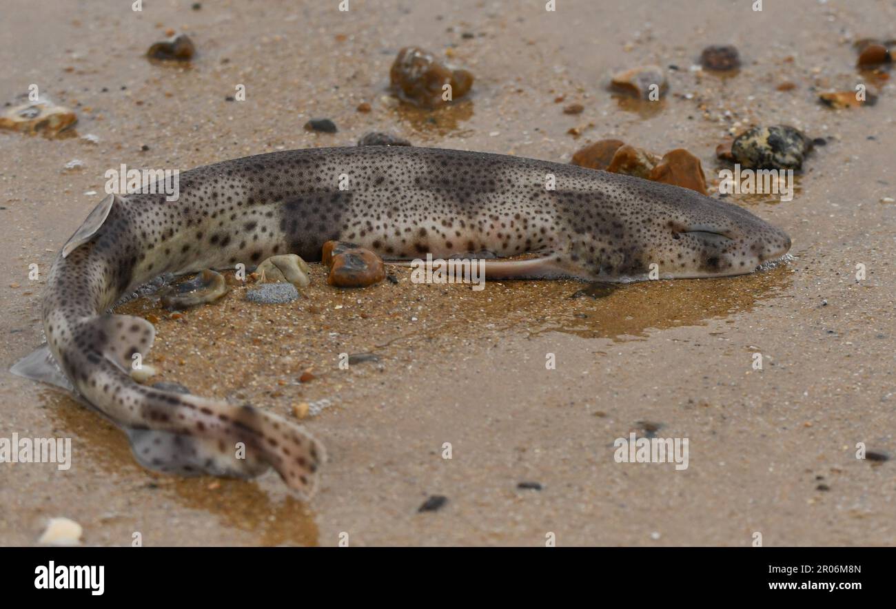 Small-spotted catshark Stock Photo