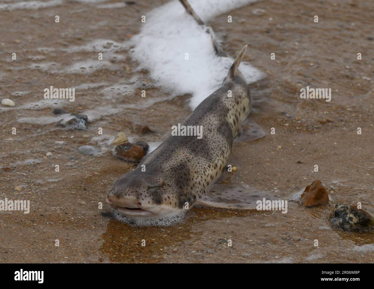 Small-spotted catshark Stock Photo