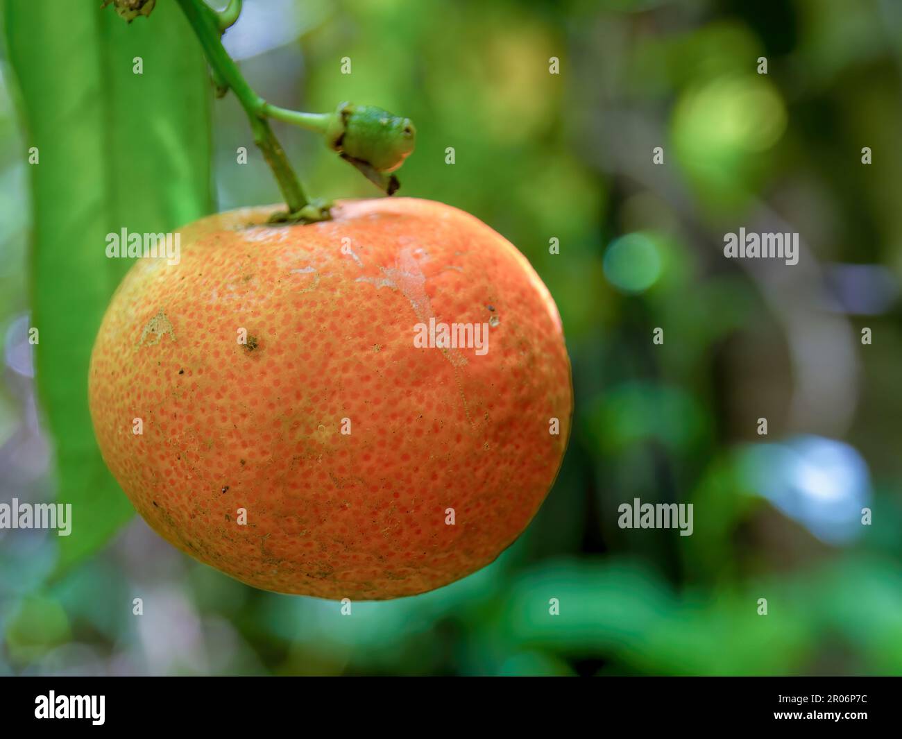 Macro photography of an almost ripe rangpur hanging from the tree, captured in a farm near the town of Arcabuco in central Colombia. Stock Photo