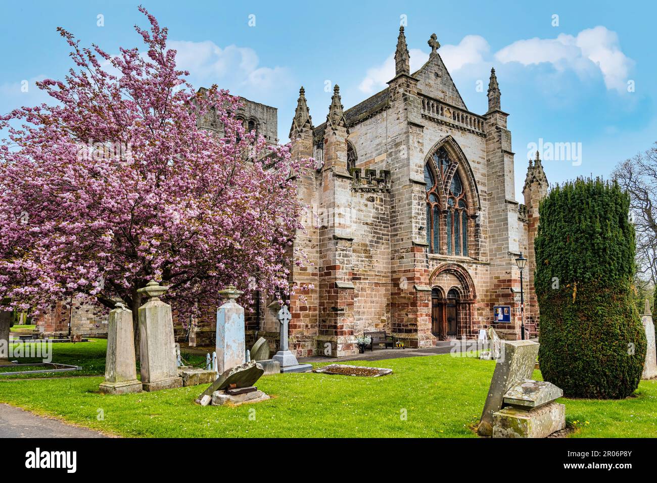 Cherry tree in blossom, St Mary's Church with old graves, Haddington, East Lothian, Scotland, UK Stock Photo