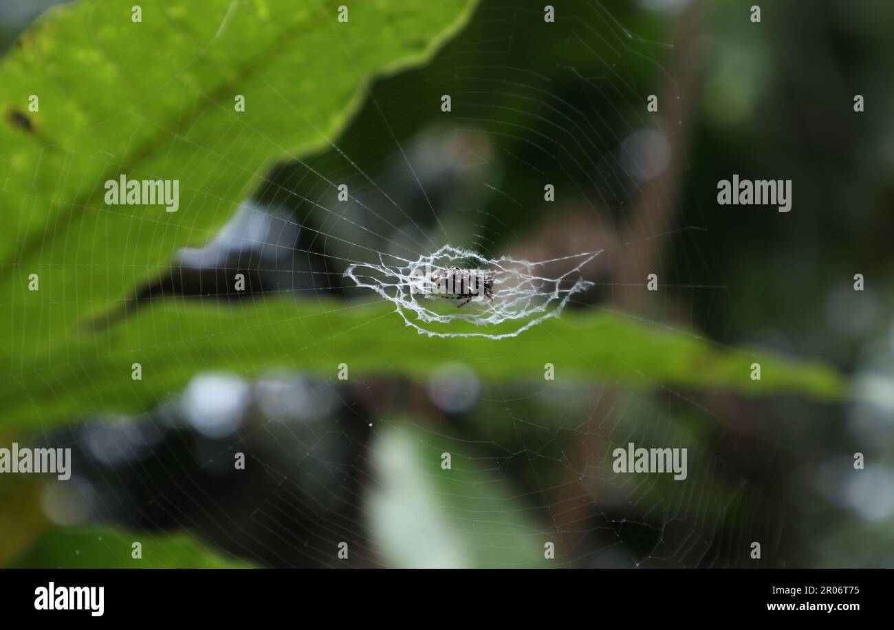 Close up view of a spiral stabilimentum in the spider web with the spider sitting middle of the web. This spider net made as to consist a thick white Stock Photo