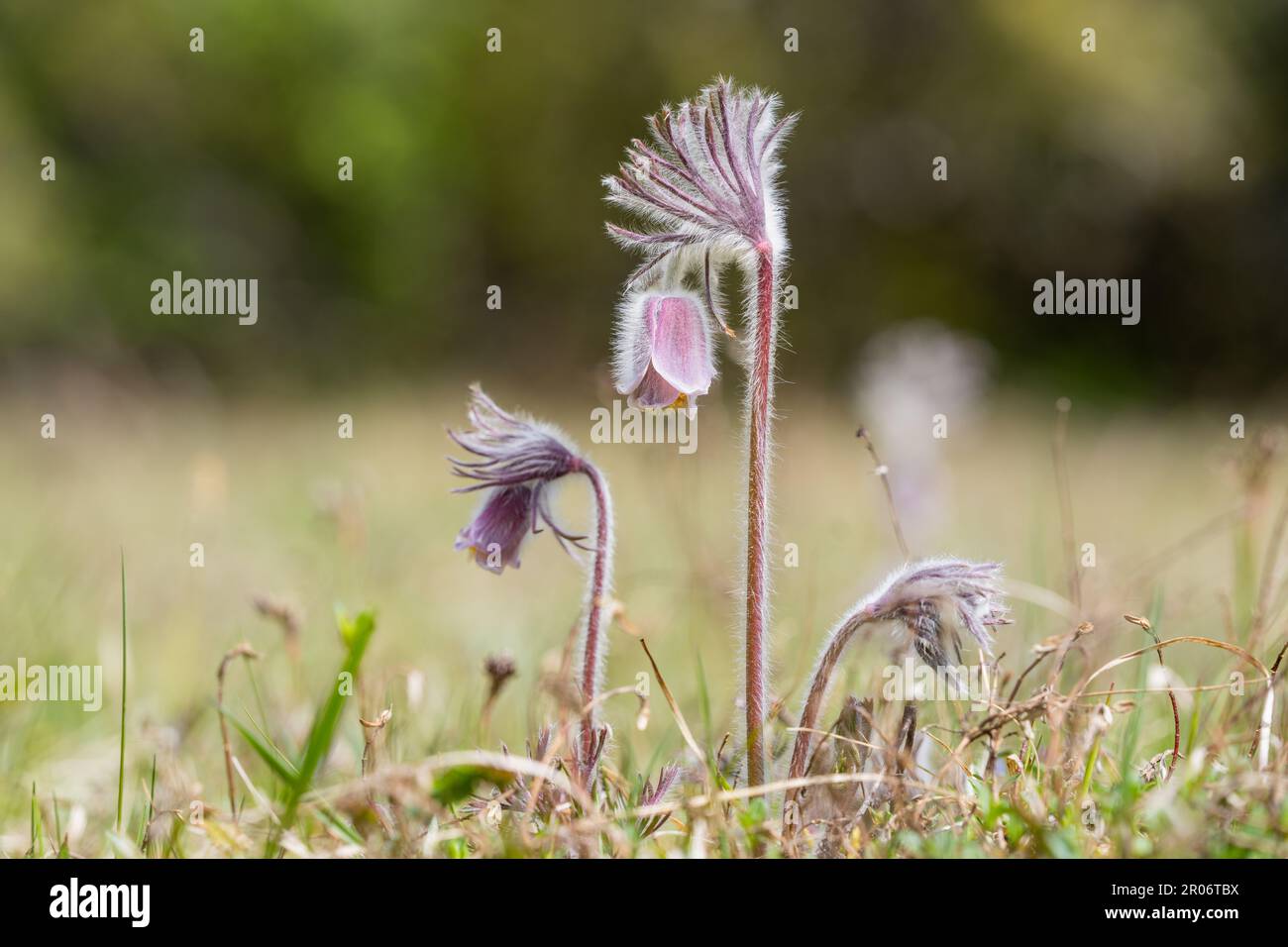 Pulsatilla pratensis  (syn. Anemone pratensis) - the small pasque flower on a sunny day. Stock Photo