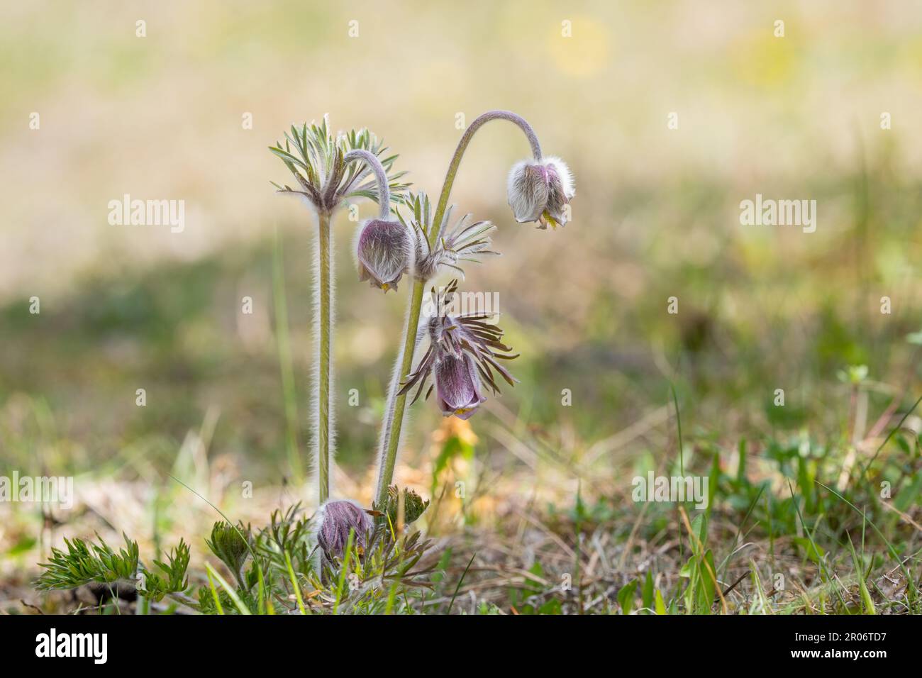 Pulsatilla pratensis  (syn. Anemone pratensis) - the small pasque flower on a sunny day. Stock Photo