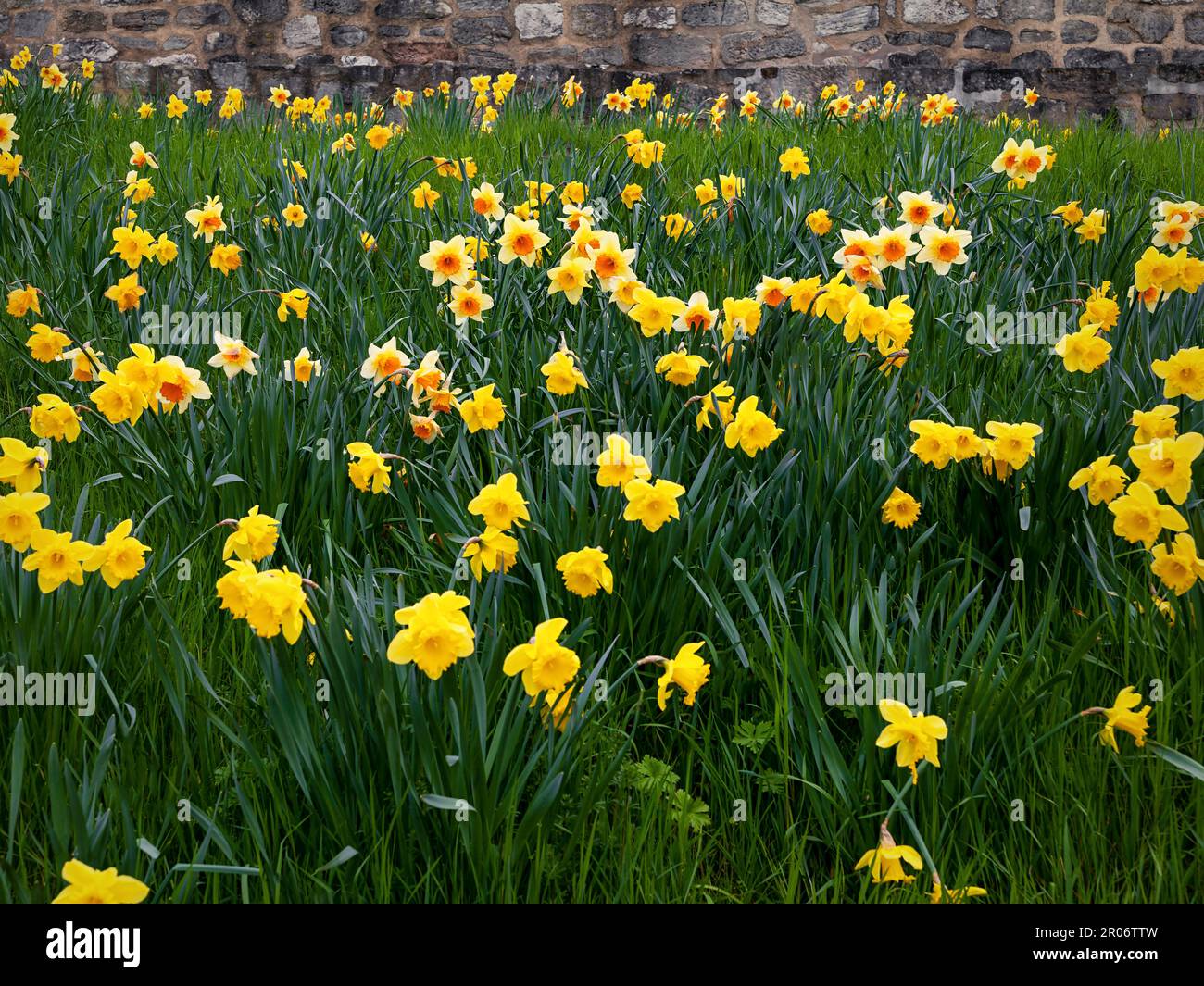 Yellow daffodils in front of a city wall Stock Photo
