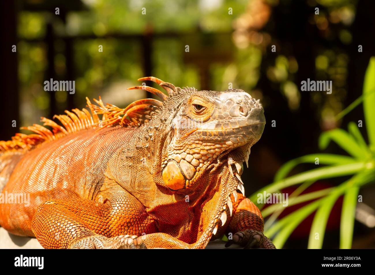 Bright orange iguana (Iguana iguana) under sunshine, with blur