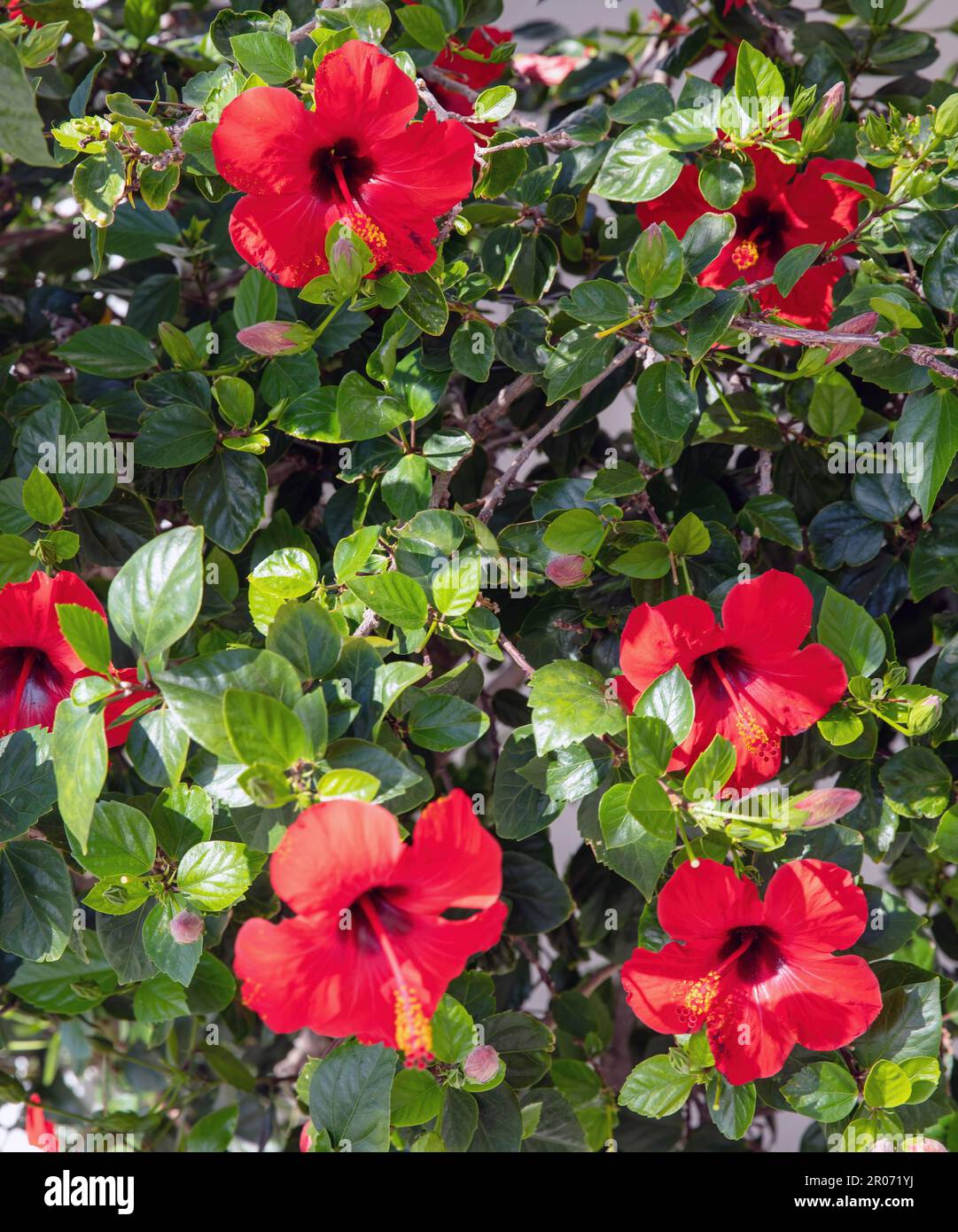 Red hibiscus rosa sinensis, chinese, hawaiian, china, rose mallow, shoeblackplant blooming flowering plant. Tropical flora, Greece Cyclades island. Ve Stock Photo