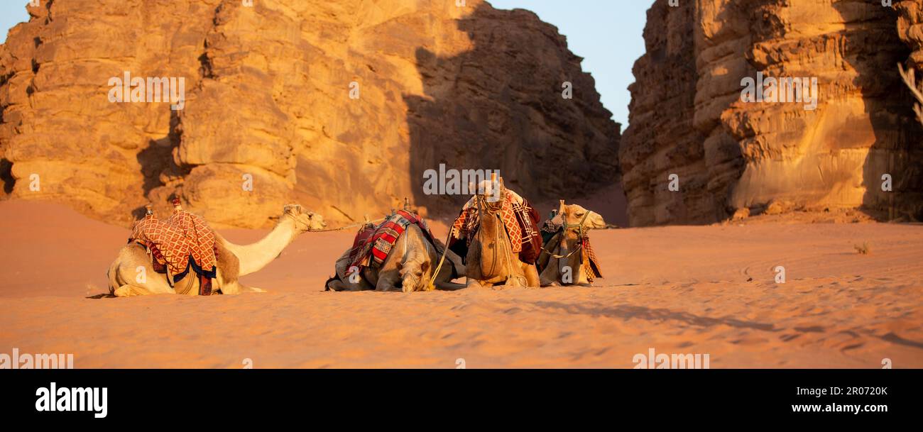 Camels lying down in the desert sand, Wadi Rum, Jordan banner Stock Photo