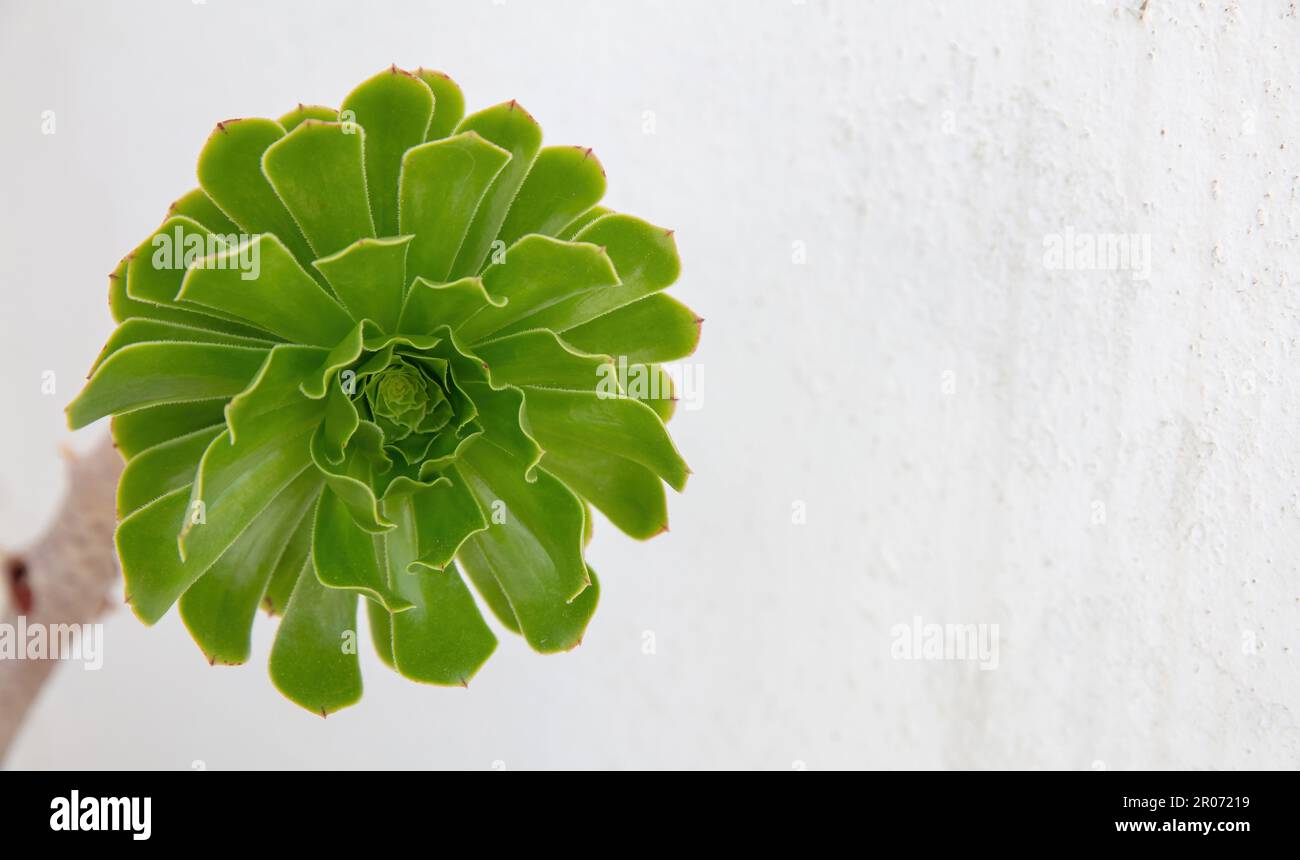Aeonium Ciliatum succulent exotic evergreen plant with green leaf rosette with woody stem on white wall background in Greece, Cyclades island. Space Stock Photo