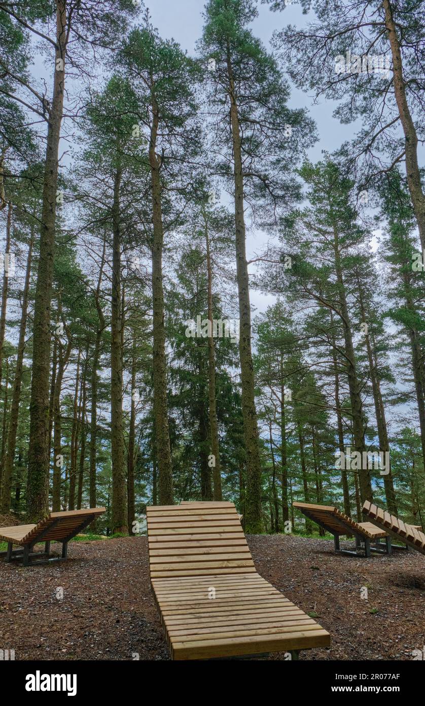 Forest bathing wooden loungers On the Wow Trail at Whinlatter Forest Park near Keswick, Lake