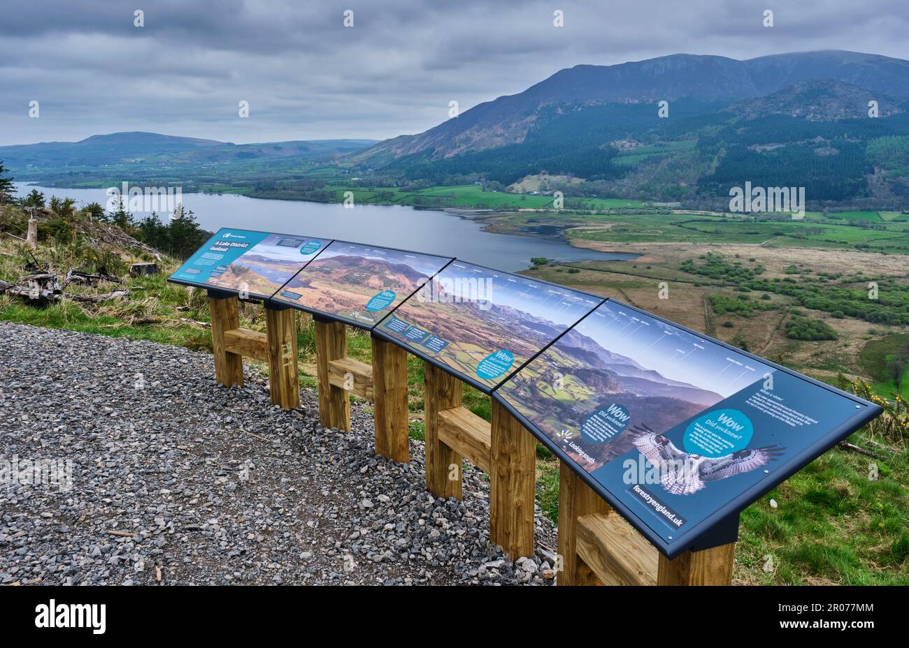 The Wow viewpoint (overlooking Bassenthwaite Lake and Ullock Pike and Dodd) on the Wow Trail at Whinlatter Forest Park near Keswick, Lake District, Cu Stock Photo