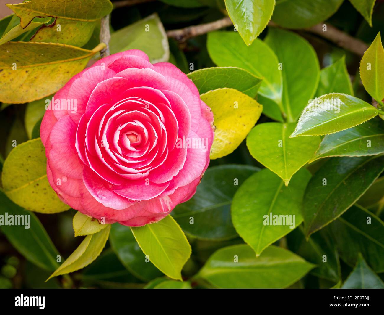 selective focus of a common camelia flower (Camellia japonica) with blurred background Stock Photo