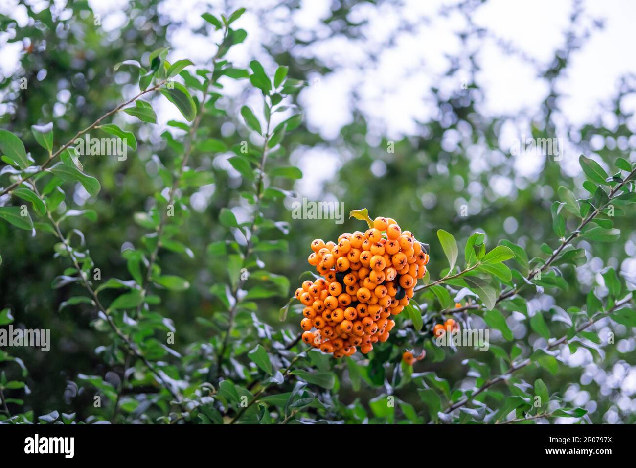 Orange colour fruit hi-res stock photography and images - Alamy
