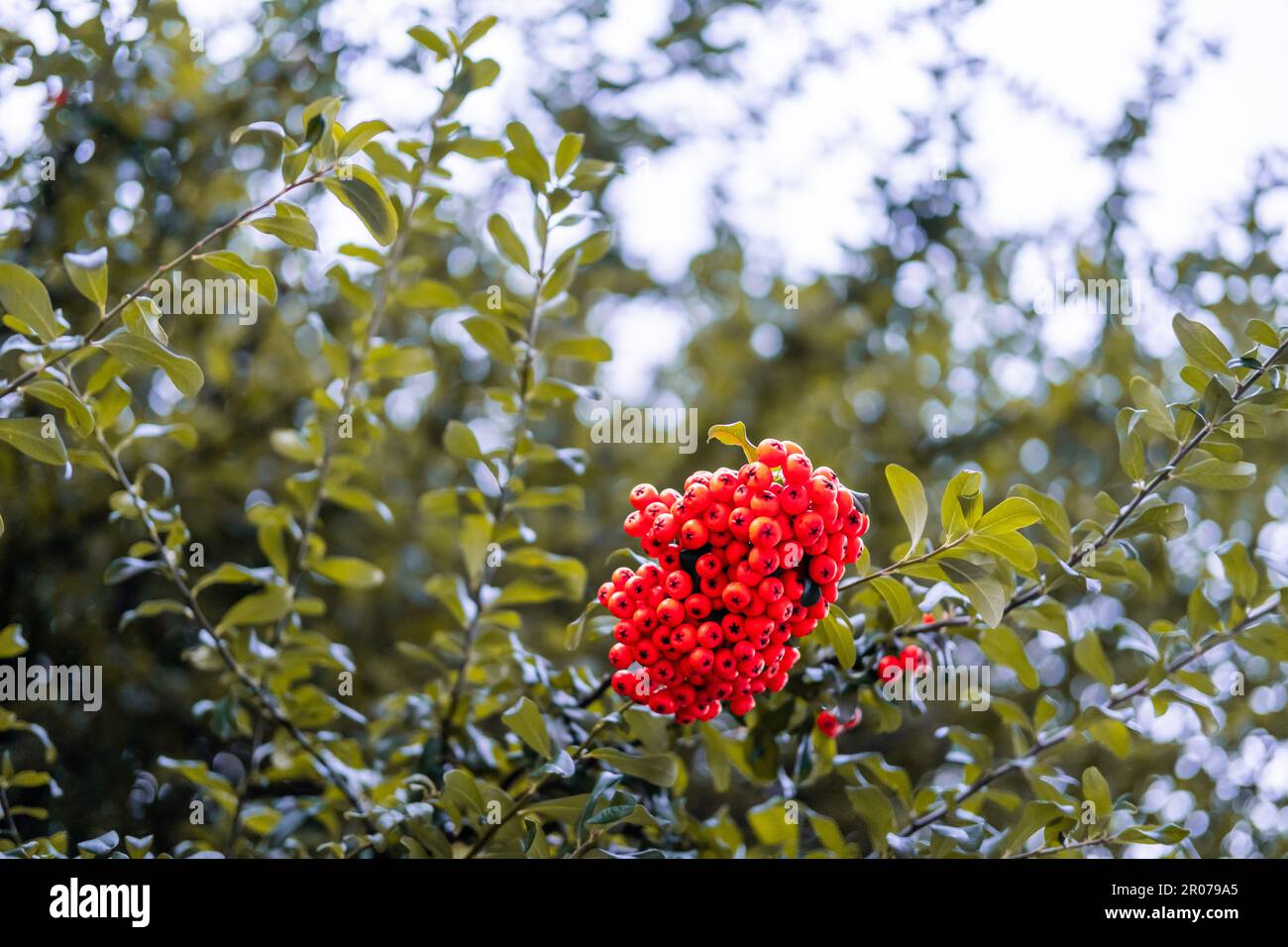 Wild red roundish fruit with the shape of berries hanging on a tree