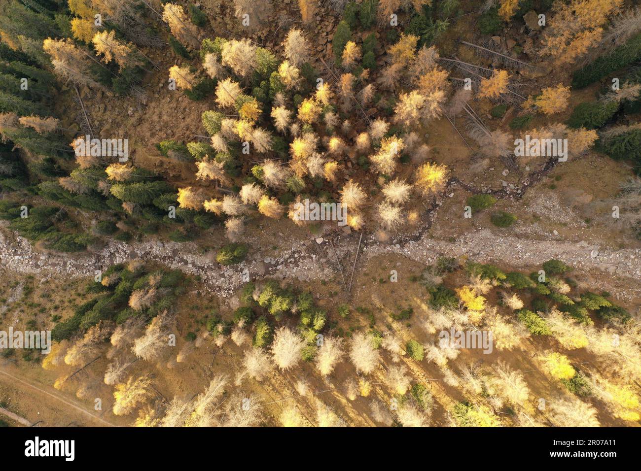 An aerial picture of forest in dolomiti Stock Photo