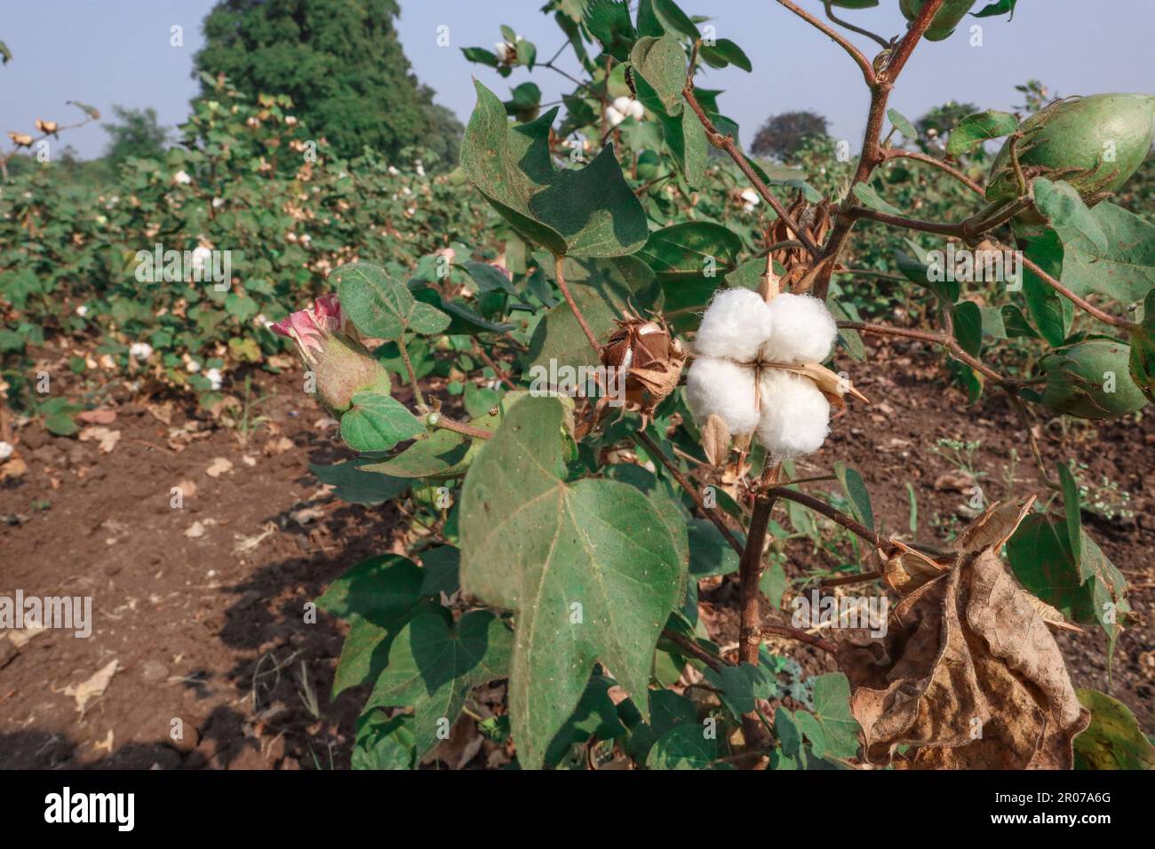 Cotton farming in Maharastra, India Stock Photo Alamy