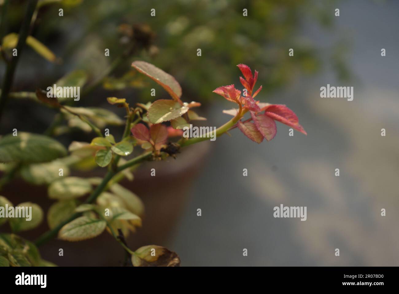 A closer look at the beauty of