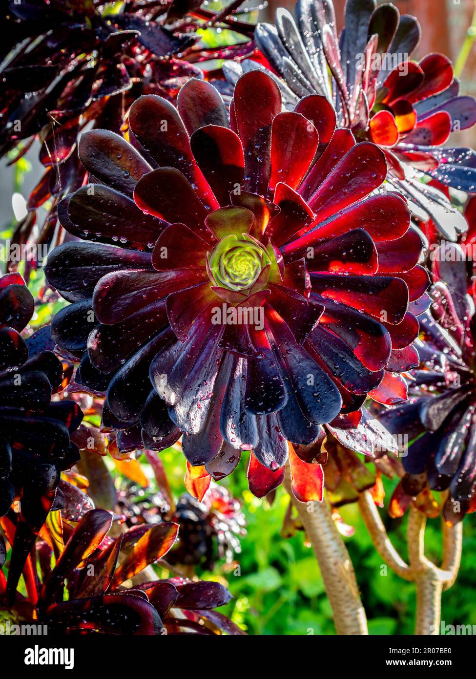 selective focus of a black Aeonium arboreum 'Zwartkop' (Black Rose ...