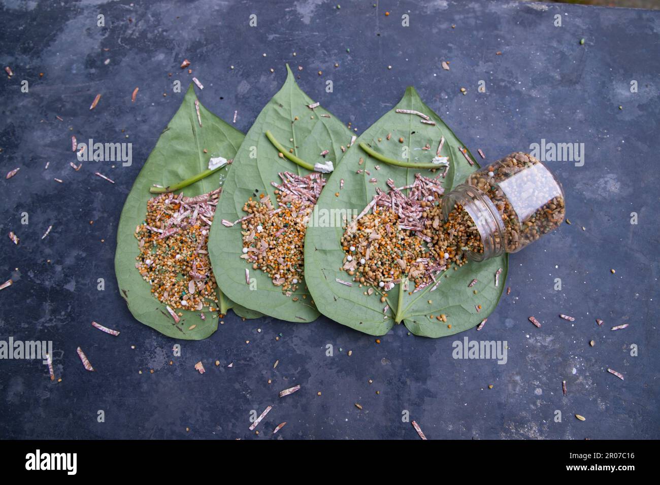 Decoration Green betel Leaf on the concrete floor with betel nut, sweet masala, and lime Stock Photo