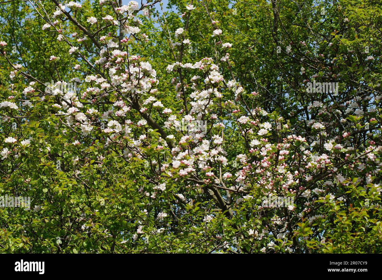 Spring malus sylvestris hi-res stock photography and images - Alamy