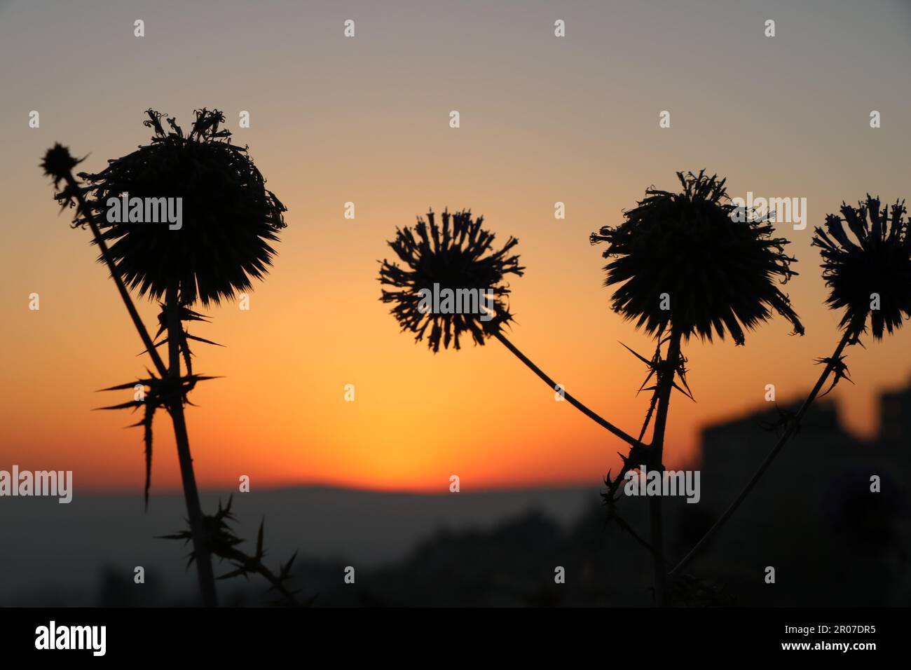 Sun setting behind wildflowers hi-res stock photography and images - Alamy