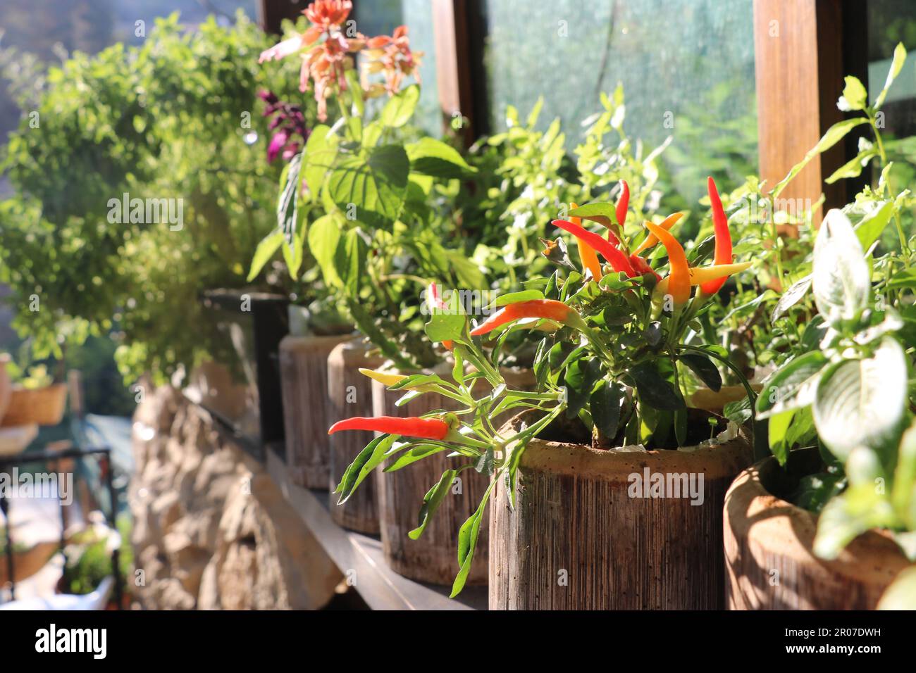 A row of potted plants in front of a window Stock Photo - Alamy