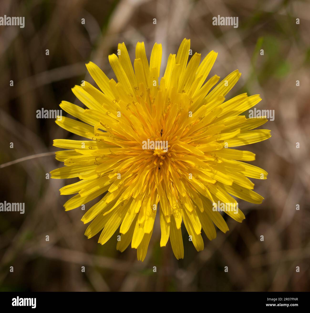 Butterfly friendly wildflowers hi-res stock photography and images - Alamy