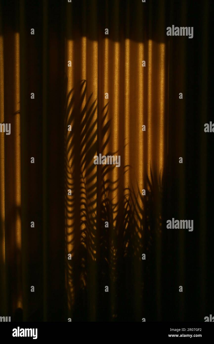 Palm tree shadows on drapes during golden hours Stock Photo