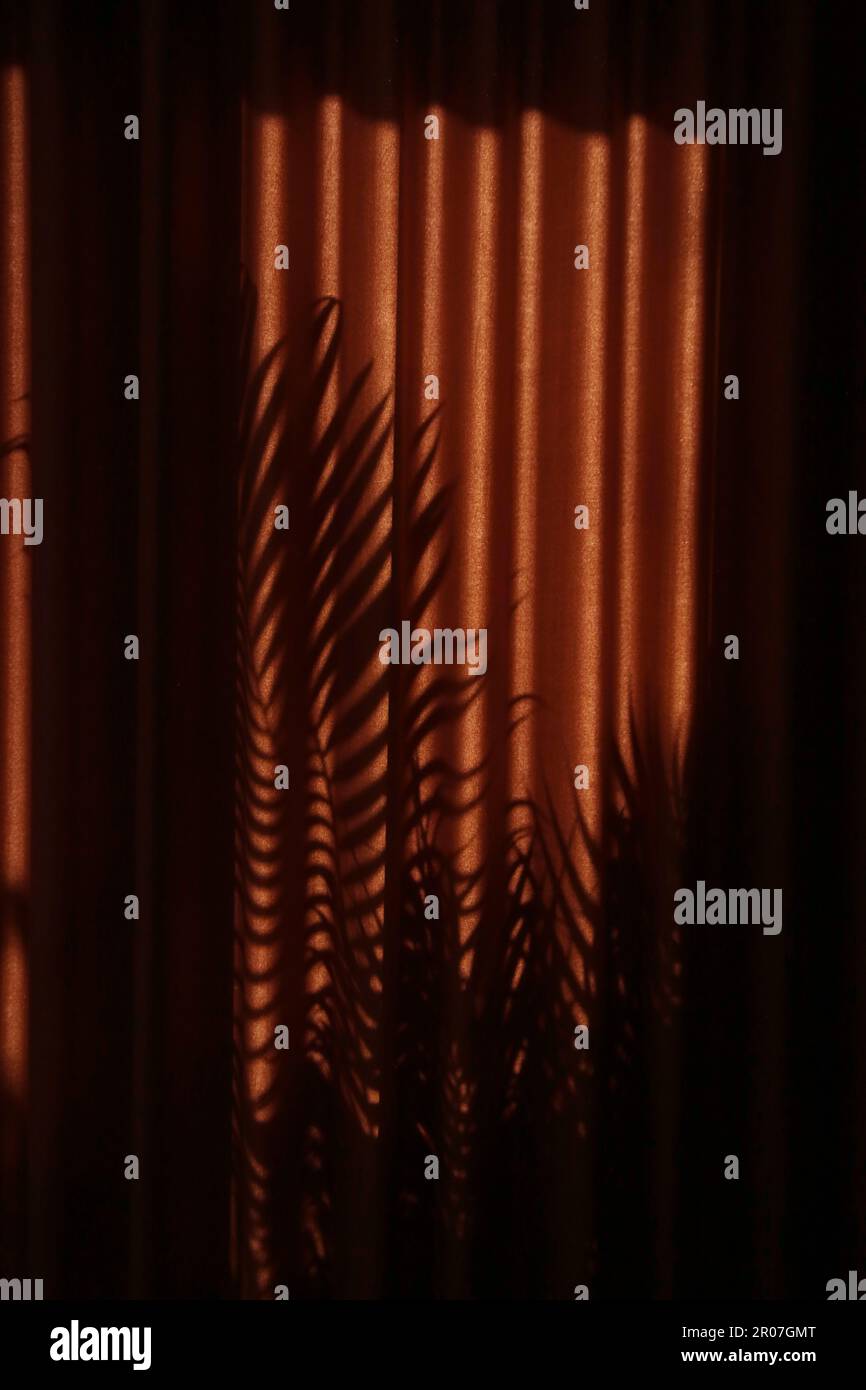 Palm tree shadows on drapes during golden hours Stock Photo