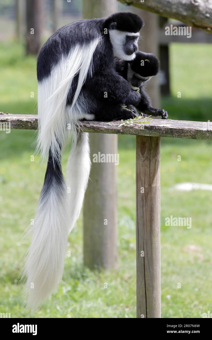 Black and White Colobus (Colubus Stock Photo Alamy