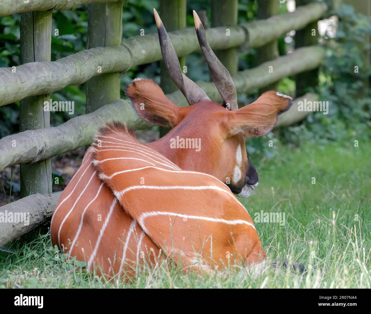 Eastern Bongo laying on the grass Stock Photo