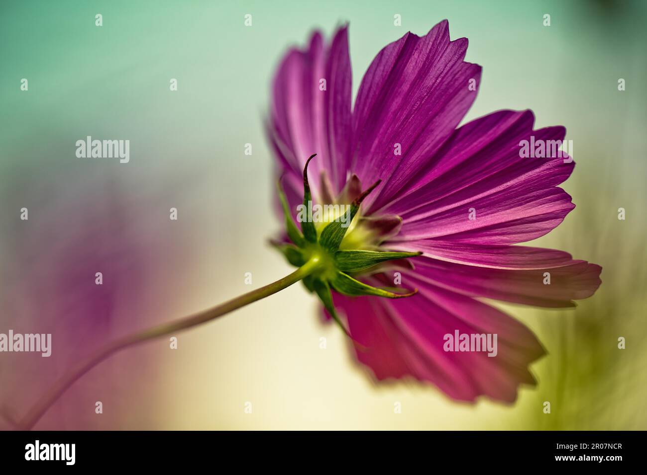 Purple summer flower in the meadow Stock Photo - Alamy