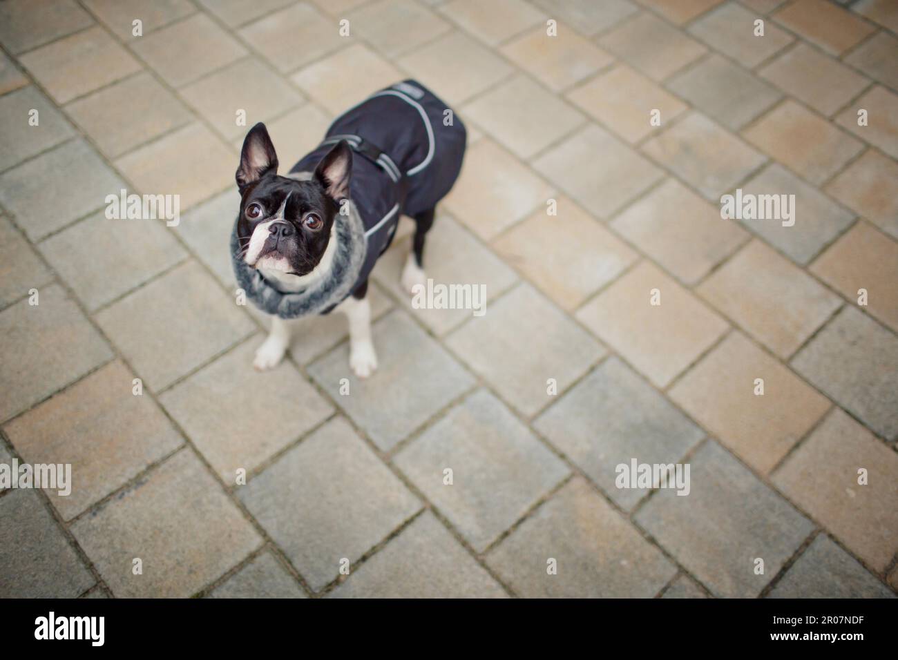 Boston Terrier with warm winter jacket on outing Stock Photo - Alamy