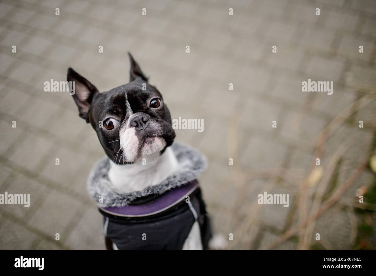 Boston Terrier with warm winter jacket on outing Stock Photo - Alamy