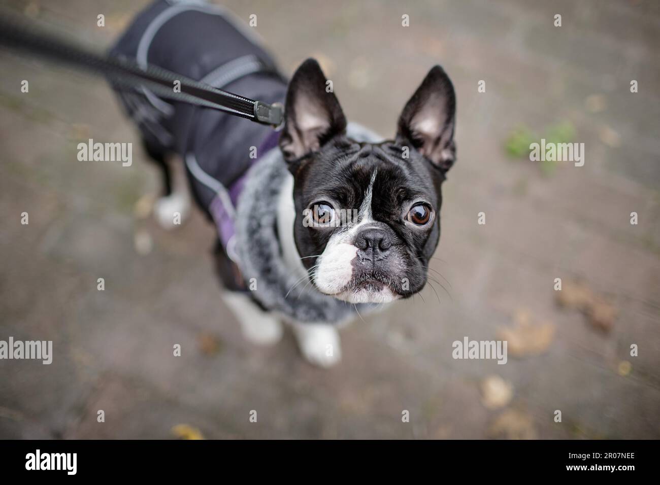 do boston terriers like the cold