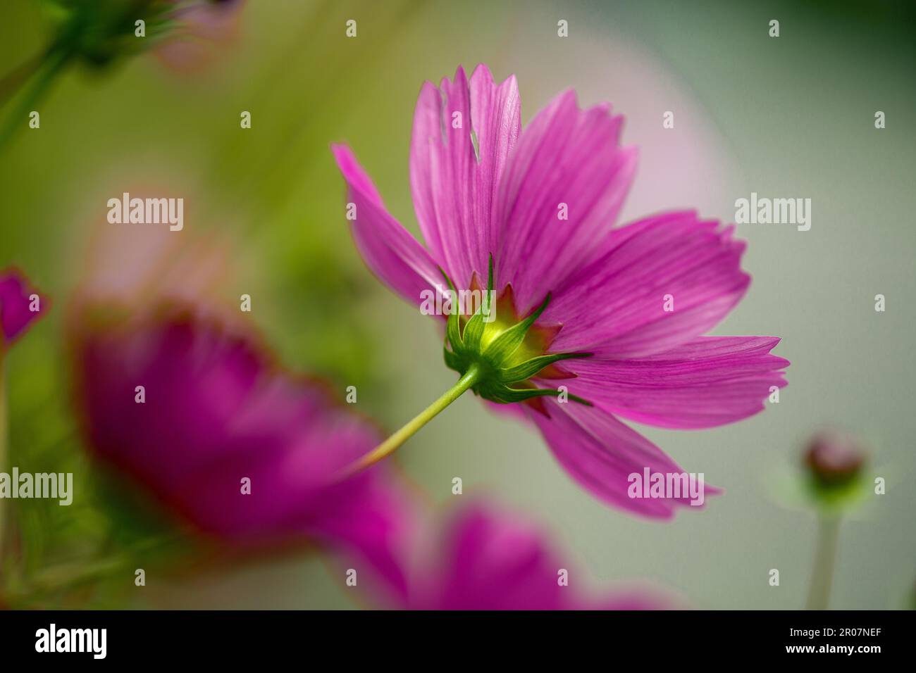 Purple summer flower in the meadow Stock Photo - Alamy